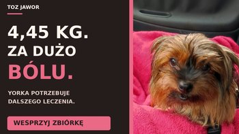 Zbiórka Pomóż Yorce. Maleńkie ciało, zbyt wiele cierpienia! - miniaturka zdjęcia