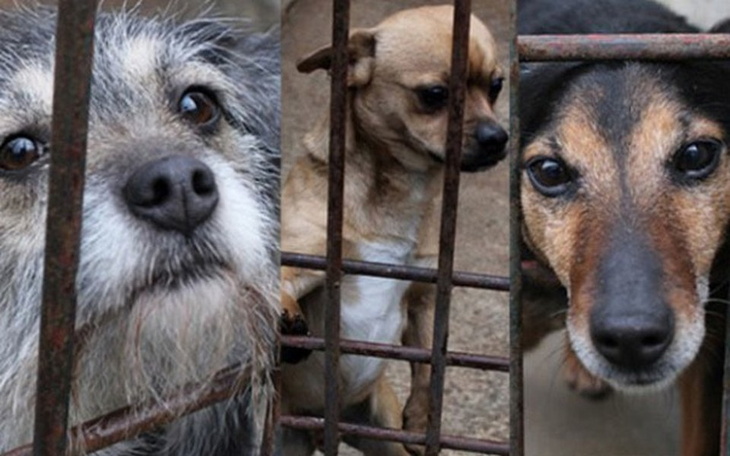 Zbiórka Schronisko dla bezdomny zwierząt - zdjęcie główne