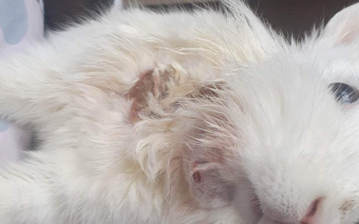 Zbiórka Walczymy z ropniem-Śnieżka - zdjęcie główne