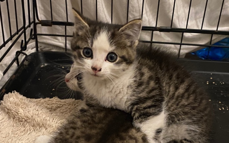 Zbiórka na operacje złamanej łapy - zdjęcie główne