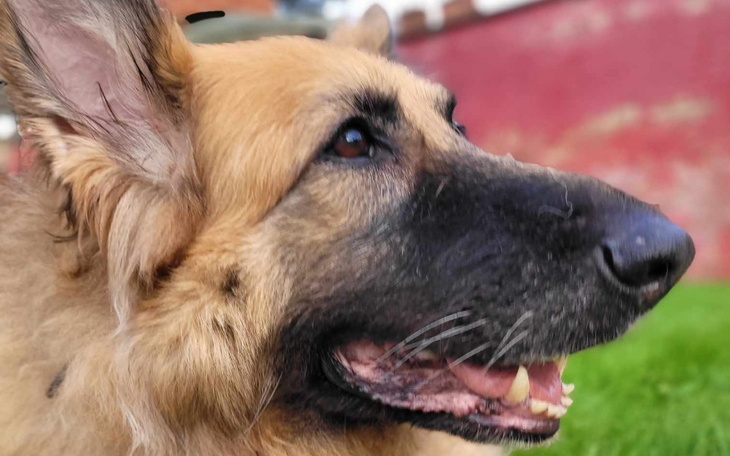 Zbiórka Dla twórczyni Kiwizmu - zdjęcie główne