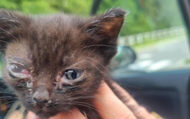 Mały czarny kotek z uszkodzoną ślepką, trzymany w ręku.