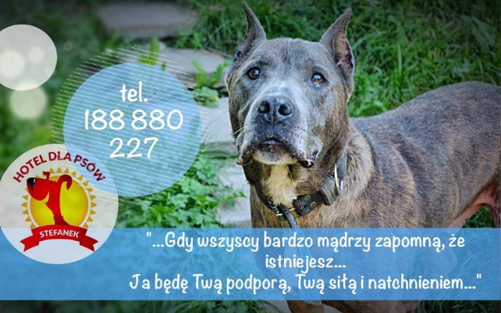 Zbiórka WOŁANIE O POMOC Dla psów i ludzi - zdjęcie główne