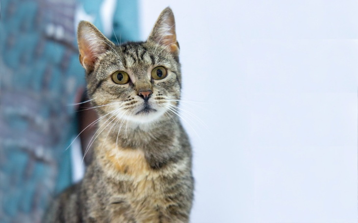 Zbiórka Uciec śmierci - Mirabelka - zdjęcie główne