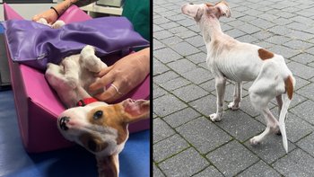 Zbiórka Czekał na pomoc ze złamaną łapą. - miniaturka zdjęcia