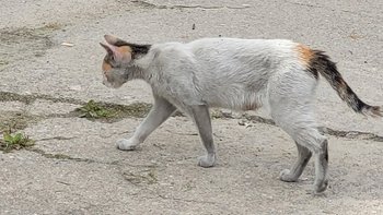 Zbiórka Ratujemy kotki z czarnego gniazd - miniaturka zdjęcia