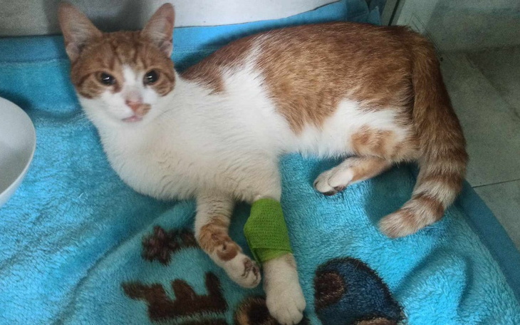 Zbiórka Ramona ma złamane dwie łapki - zdjęcie główne