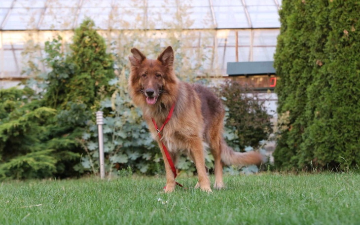 Zbiórka Lusi potrzebuje pilnej operacji - zdjęcie główne