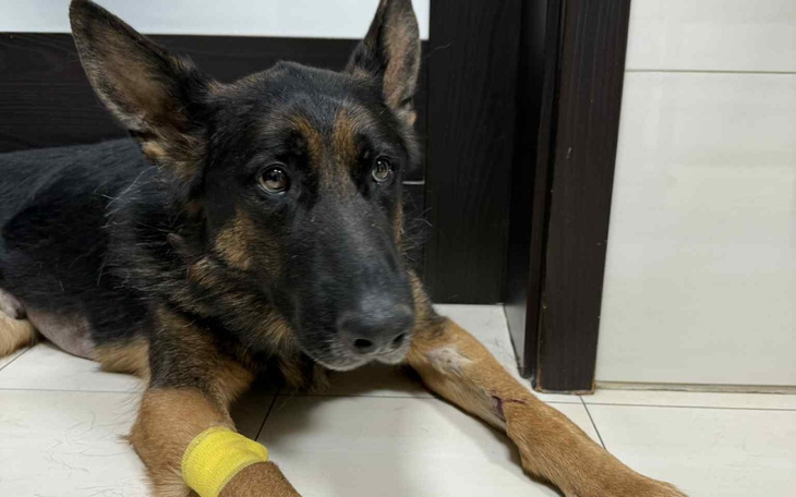 Pies rasy owczarek niemiecki w klinice weterynaryjnej.