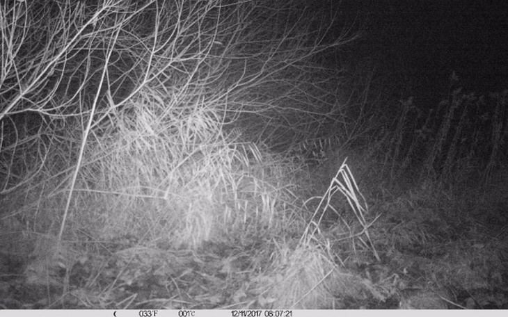 Zbiórka Fotopułapki do monitoringu wilka - zdjęcie główne