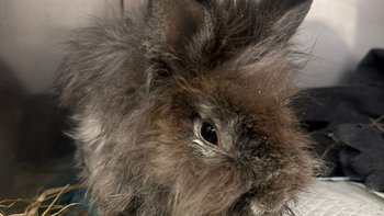 Zbiórka Maggi i bohater w biegu - miniaturka zdjęcia