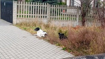 Zbiórka Złapane, i co dalej? - miniaturka zdjęcia