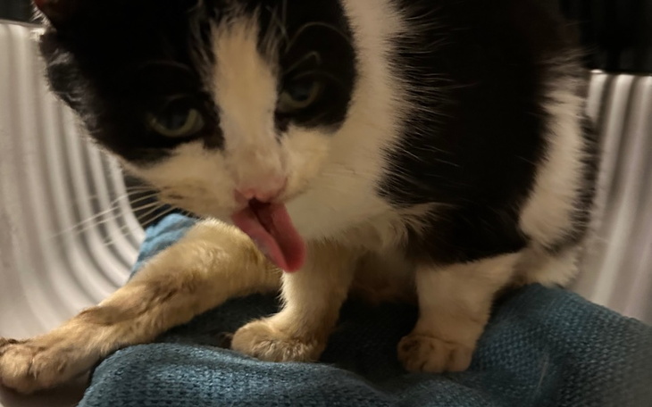 Zbiórka Wanda-kicia z działek - zdjęcie główne