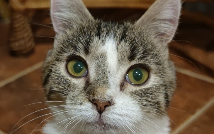 Zbiórka Serduszko i Grosik dla Gryzi - zdjęcie główne