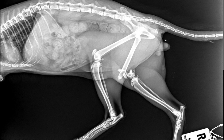 Zbiórka Operacja łapki Stasia. - zdjęcie główne