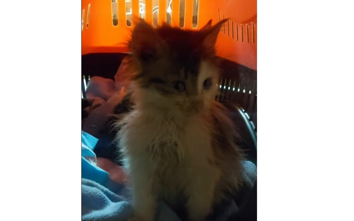 Kotek w transporterze, z nieco zniszczonym futrem.