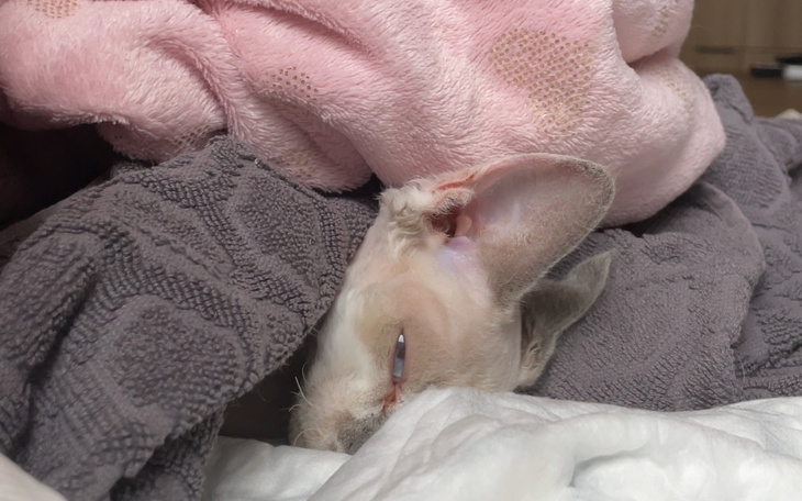 Zbiórka Frania - Devon Rex z FIP - zdjęcie główne