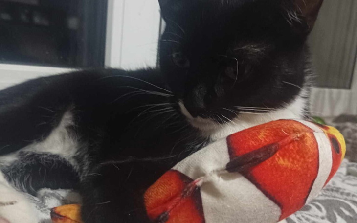 Zbiórka Pilna operacja kończyny tylnej - zdjęcie główne