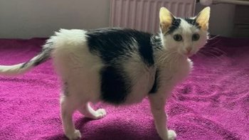 Zbiórka Maleńka Besi błaga o pomoc - miniaturka zdjęcia