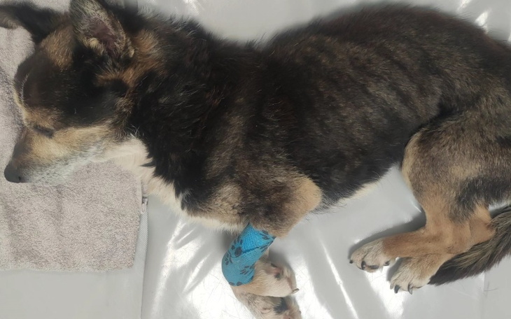 Zbiórka Jay wyniszczony przez człowieka - zdjęcie główne