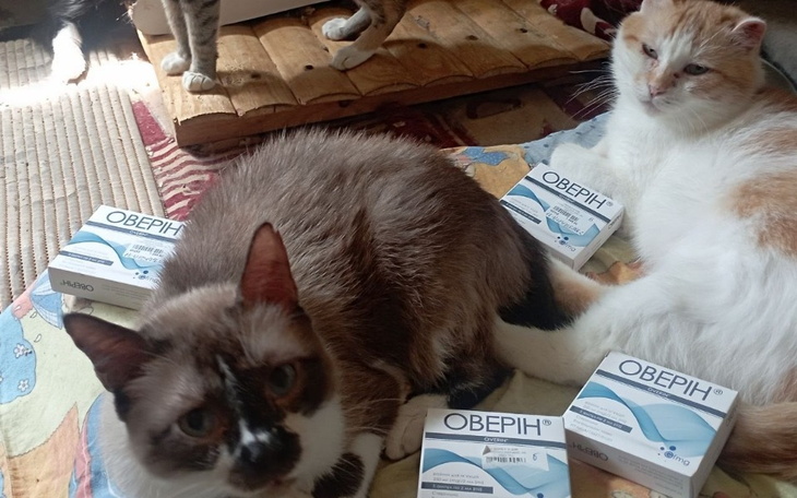 Dwa koty w otoczeniu pudełek z lekami na podłodze.