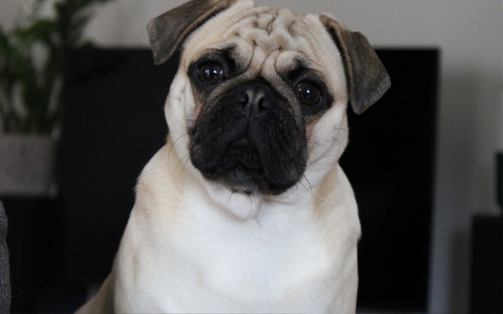 Zbiórka Pomóż mopsowi odzyskać oddech - zdjęcie główne