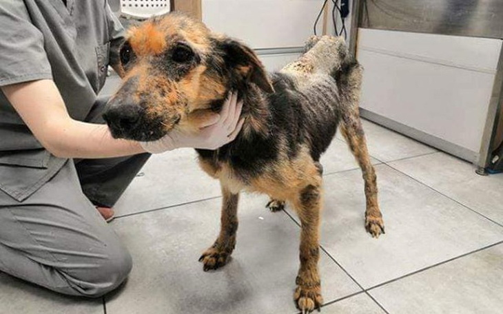 Zbiórka Saba - pies skazany na piekło - zdjęcie główne