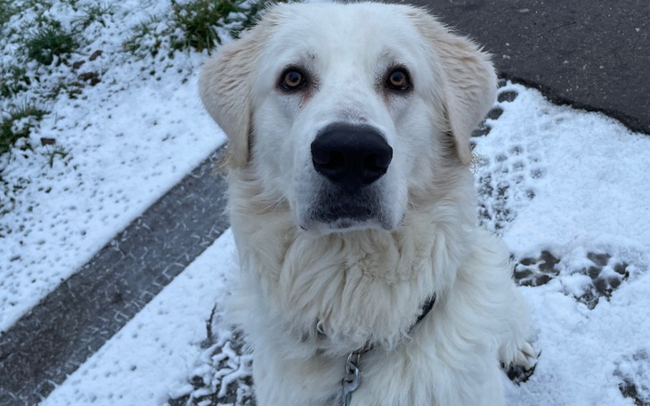 Zbiórka Zbieramy na leczenie diega - zdjęcie główne