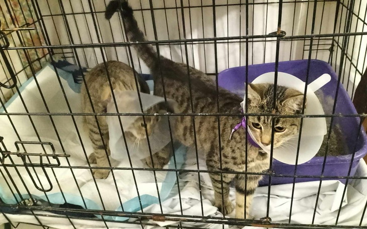 Zbiórka Opieka nad kotami po kastracji - zdjęcie główne