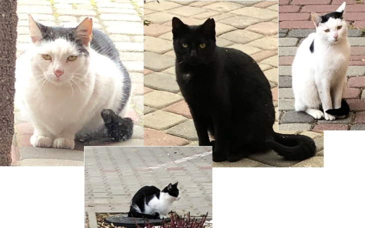 Zbiórka Ciepła buda dla bezdomnych kotów - zdjęcie główne