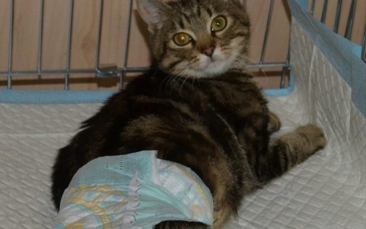 Zbiórka Pomóżmy sparaliżowanemu Stasiowi - zdjęcie główne