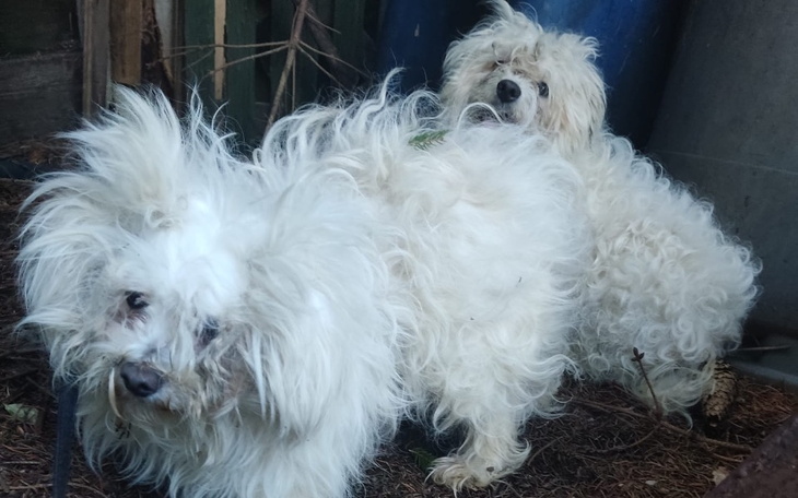 Zbiórka Maltanki wyrzucone jak śmieci - zdjęcie główne