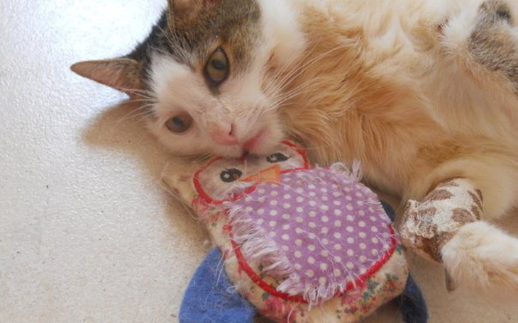 Zbiórka Kropek,który uratował życie - zdjęcie główne