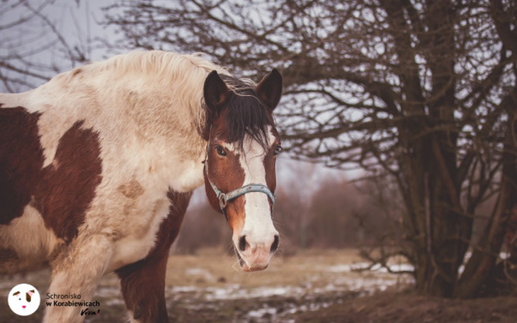 Zbiórka Muszą też jeść - uratowane konie - zdjęcie główne