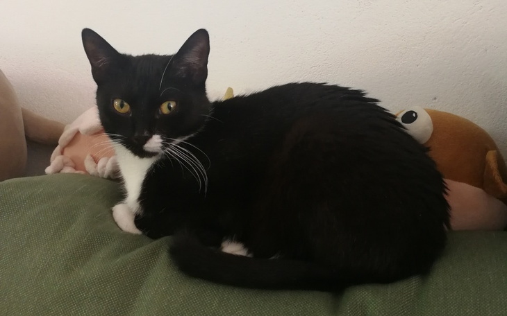 Zbiórka Pomóżcie nam uratować Dżordżka.. - zdjęcie główne