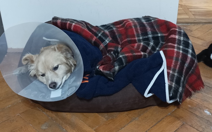 Zbiórka Pijany kierowca przejechał psa - zdjęcie główne