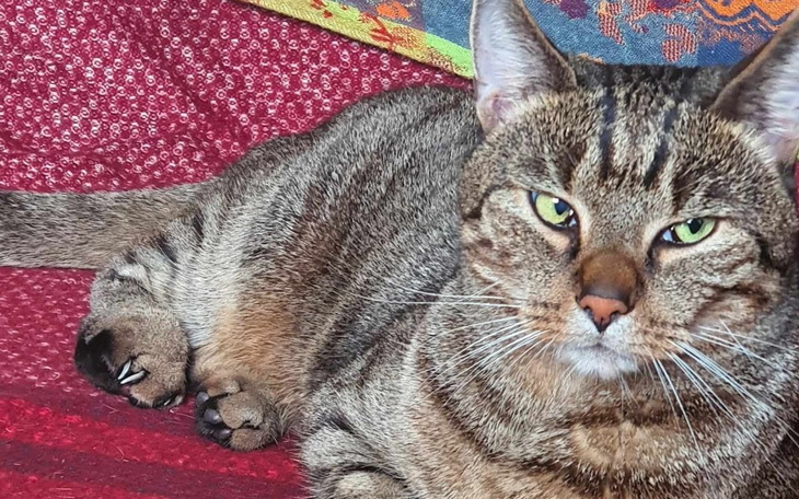 Zbiórka Amputacja wysoka łapki Fibo - zdjęcie główne