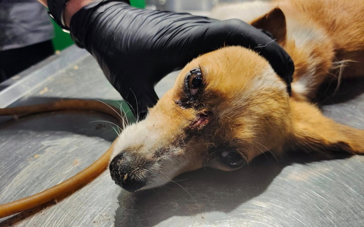 Zbiórka Budowa CENTRUM ADOPCYJNEGO - zdjęcie główne