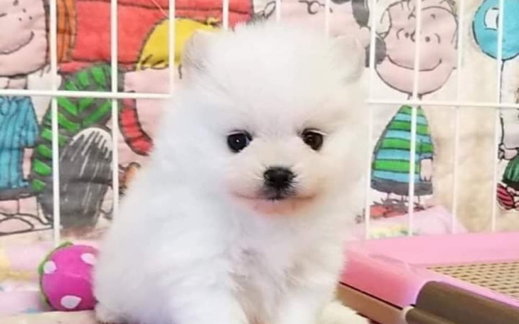 Zbiórka Na nowego ulubieńca domu - zdjęcie główne