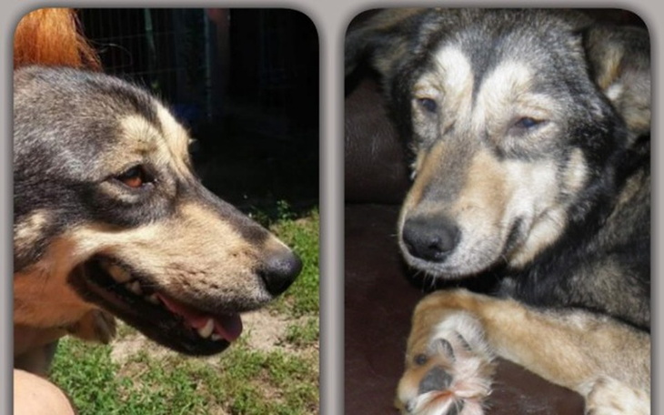 Zbiórka POMOCY MYSZKA gasnie w oczach - zdjęcie główne