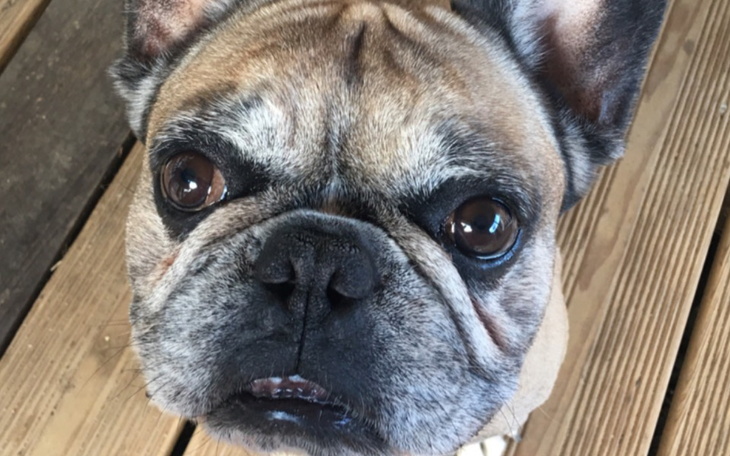 Zbiórka Pomóżmy Fado - zdjęcie główne