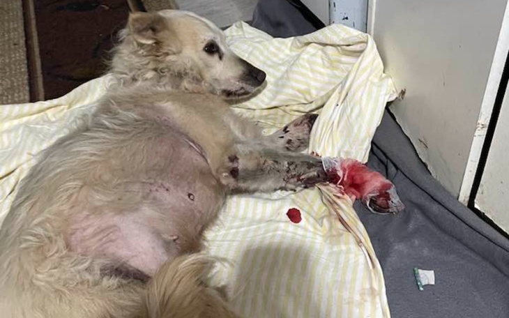 Zbiórka Nie żyje, proszę nie wpłacać. - zdjęcie główne