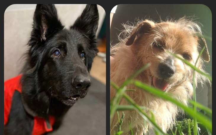 Dwa psy, jeden czarny, drugi brązowy, w zaroślach.