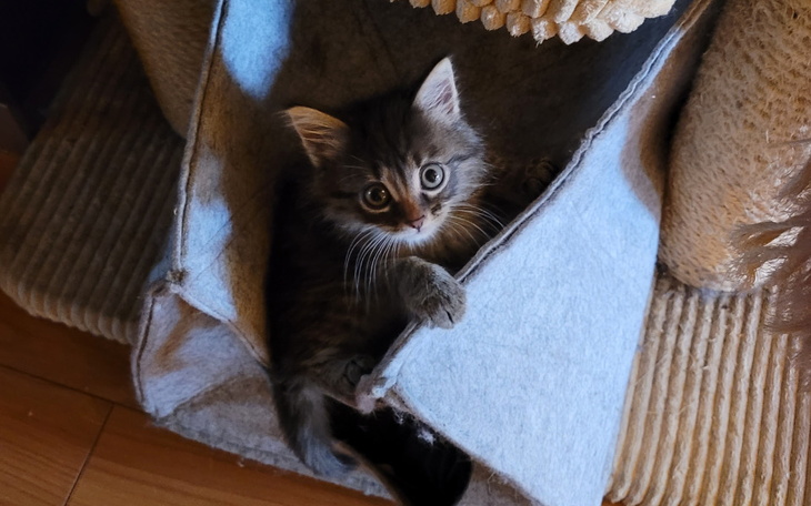 Zbiórka Pan Pączek i FIPowa afera - zdjęcie główne