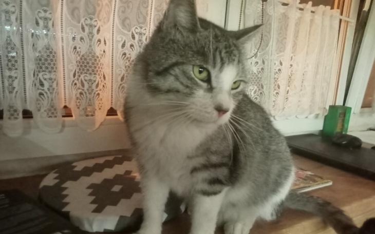 Zbiórka Bezdomniak Jaś - zdjęcie główne