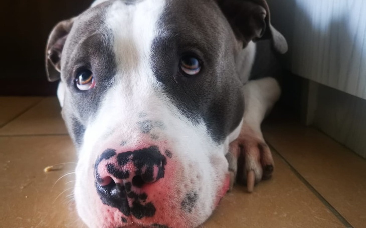 Zbiórka Nasze Bydgoskie sierotki - zdjęcie główne