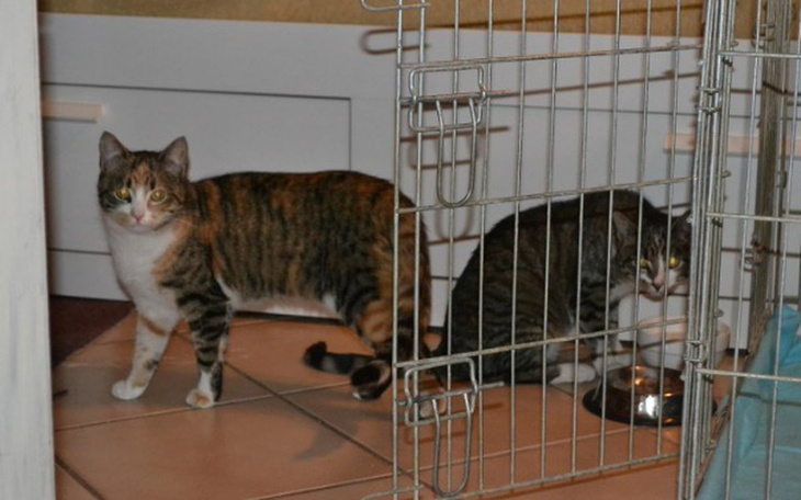 Dwa koty w domu, jeden z nich przy misce.