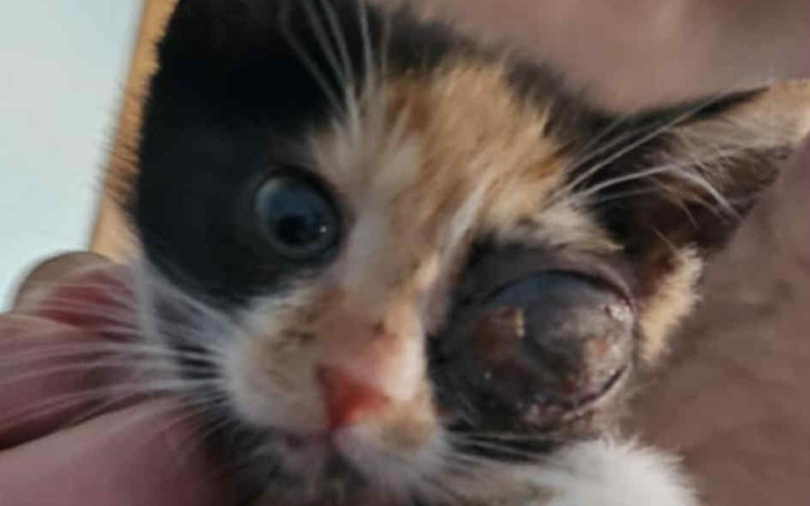 Kotek z uszkodzoną oczkiem, trzymany na rękach.