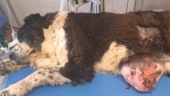 Zbiórka Pomoc dla suni z ogromnym guzem - miniaturka zdjęcia