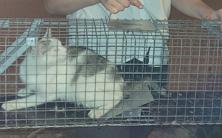 Zbiórka Sterylizacja blokersików - zdjęcie główne